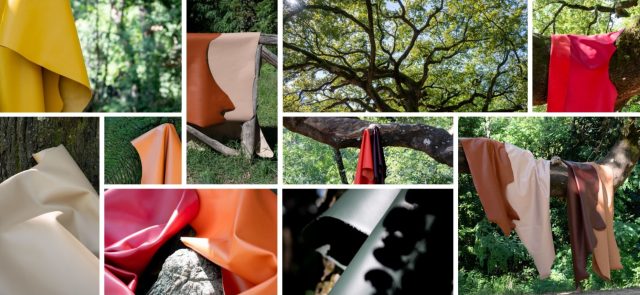 quercia delle streghe